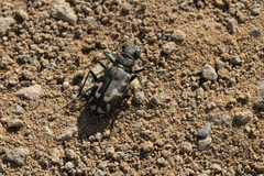 Cicindela senilis