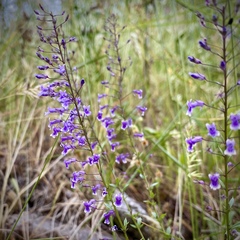 Anarrhinum longipedicellatum