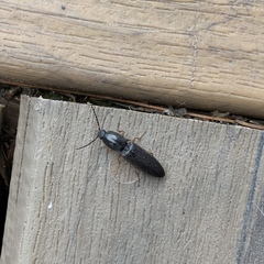 Paractenicera fulvipes