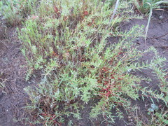 Camissonia strigulosa