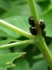 Brachyplatys subaeneus
