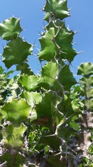 Euphorbia halipedicola