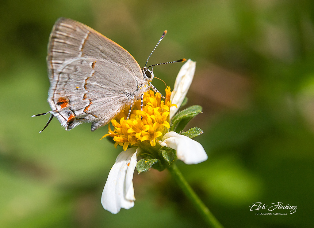 Gnosia Hairstreak