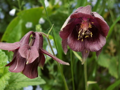 Aquilegia atrovinosa
