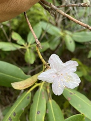 Rhododendron minus