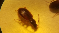 Oxypselaphus obscurus