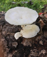 Lentinus squarrosulus