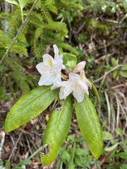 Rhododendron minus