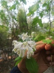 Podopterus mexicanus