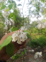 Podopterus mexicanus