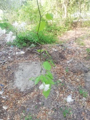 Podopterus mexicanus