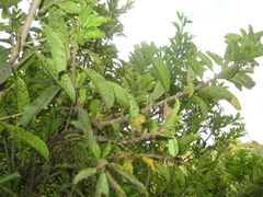 Cestrum mutisii