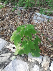 Gyrocarpus jatrophifolius