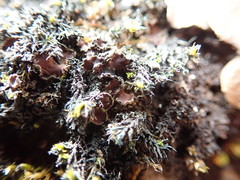 Psoroma hypnorum