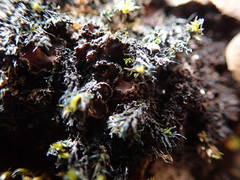 Psoroma hypnorum