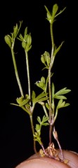 Ammoselinum butleri