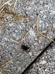 Tarpela
