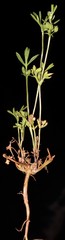 Ammoselinum butleri