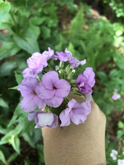 Hesperis matronalis