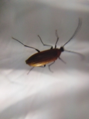 Pseudocistela ceramboides