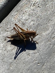 Decticita balli