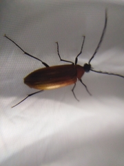 Pseudocistela ceramboides