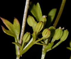 Ammoselinum butleri