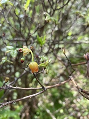 Rhododendron pilosum