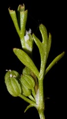 Ammoselinum butleri