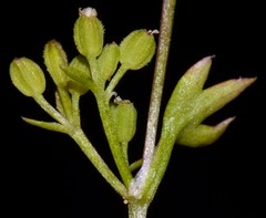 Ammoselinum butleri