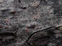 Ramboldia gowardiana