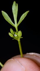 Ammoselinum butleri
