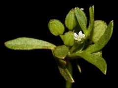 Ammoselinum butleri