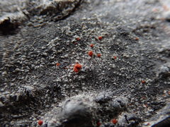 Ramboldia gowardiana