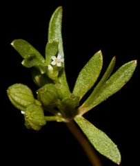 Ammoselinum butleri