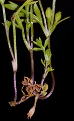 Ammoselinum butleri