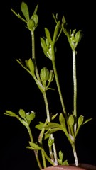 Ammoselinum butleri