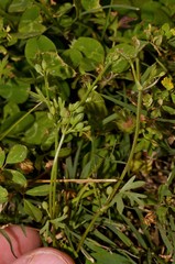 Ammoselinum butleri