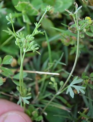 Ammoselinum butleri