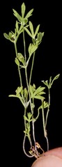 Ammoselinum butleri