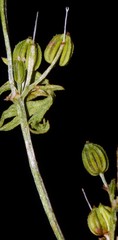 Ammoselinum butleri