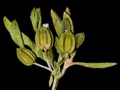 Ammoselinum butleri