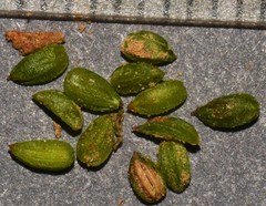 Ammoselinum butleri