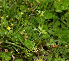 Ammoselinum butleri