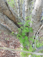 Piptadenia retusa