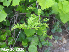 Zanthoxylum schinifolium