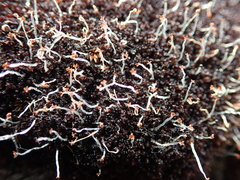 Marsupella emarginata