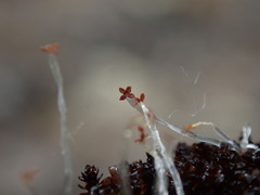 Marsupella emarginata