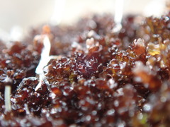 Marsupella emarginata