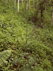 Aconitum leucostomum